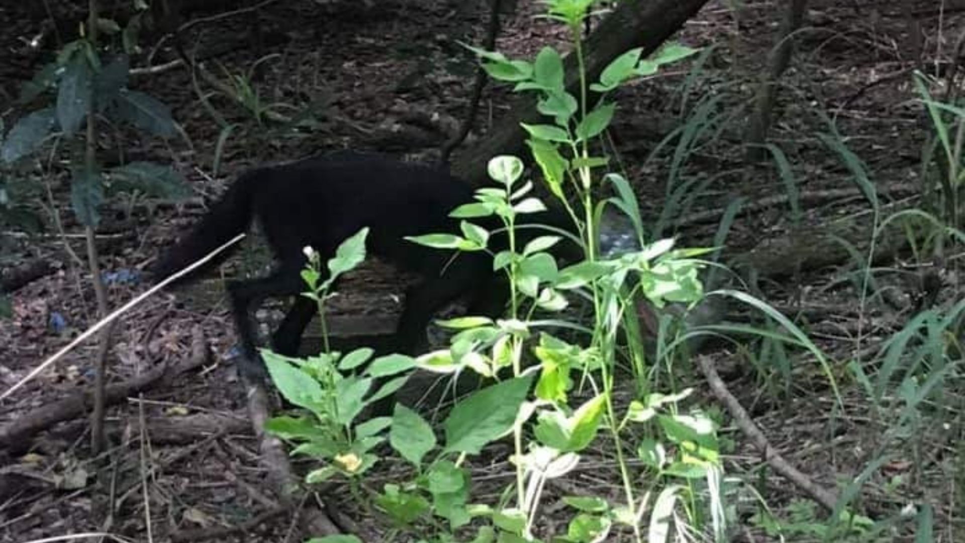 Florida Woman Spots “Dog” With Jar On Head, Then Learns It’s Not What She Thought