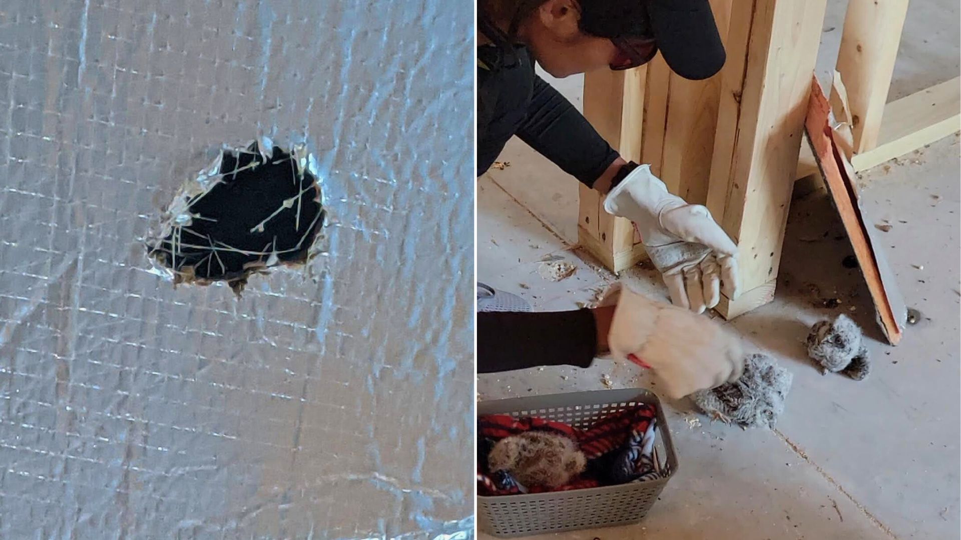 Florida Workers Discover Fluffy Surprise Hiding In The Air Vents, Leading To A Stunning Realization