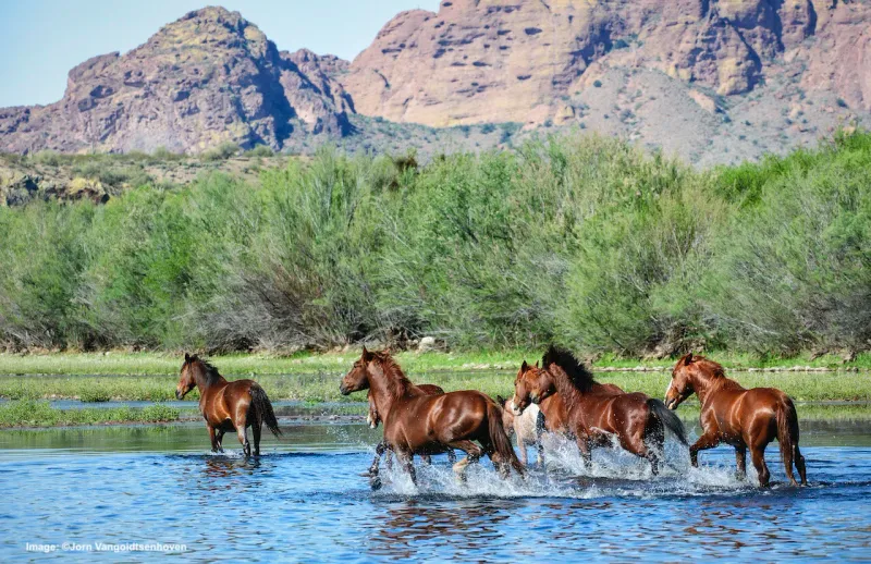 Tourism, Media, And Photography Promoting The Herds
