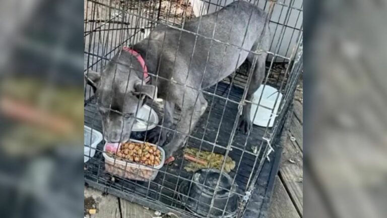 dog in crate