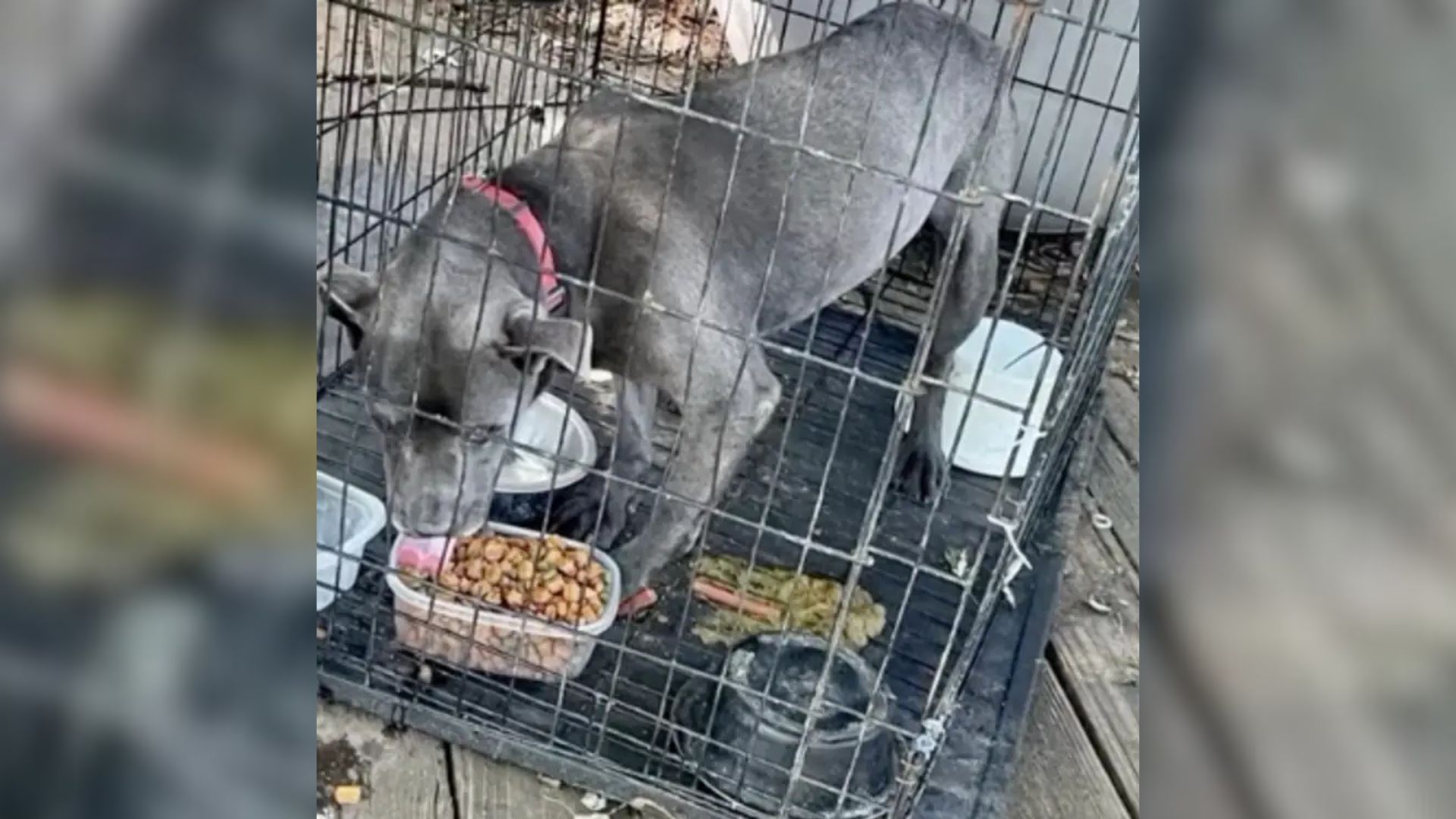 Foster Dog From New Jersey Was Too Terrified To Walk, And Then It All Changed When She Met A Kind Soul