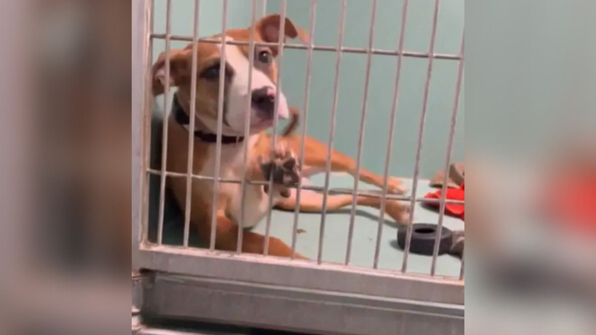 New York Shelter Pup’s Adorable Trick To Make Everyone Pause And Play Will Warm Your Heart