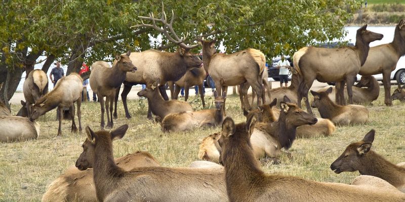 Festive Elk Celebrations Throughout September