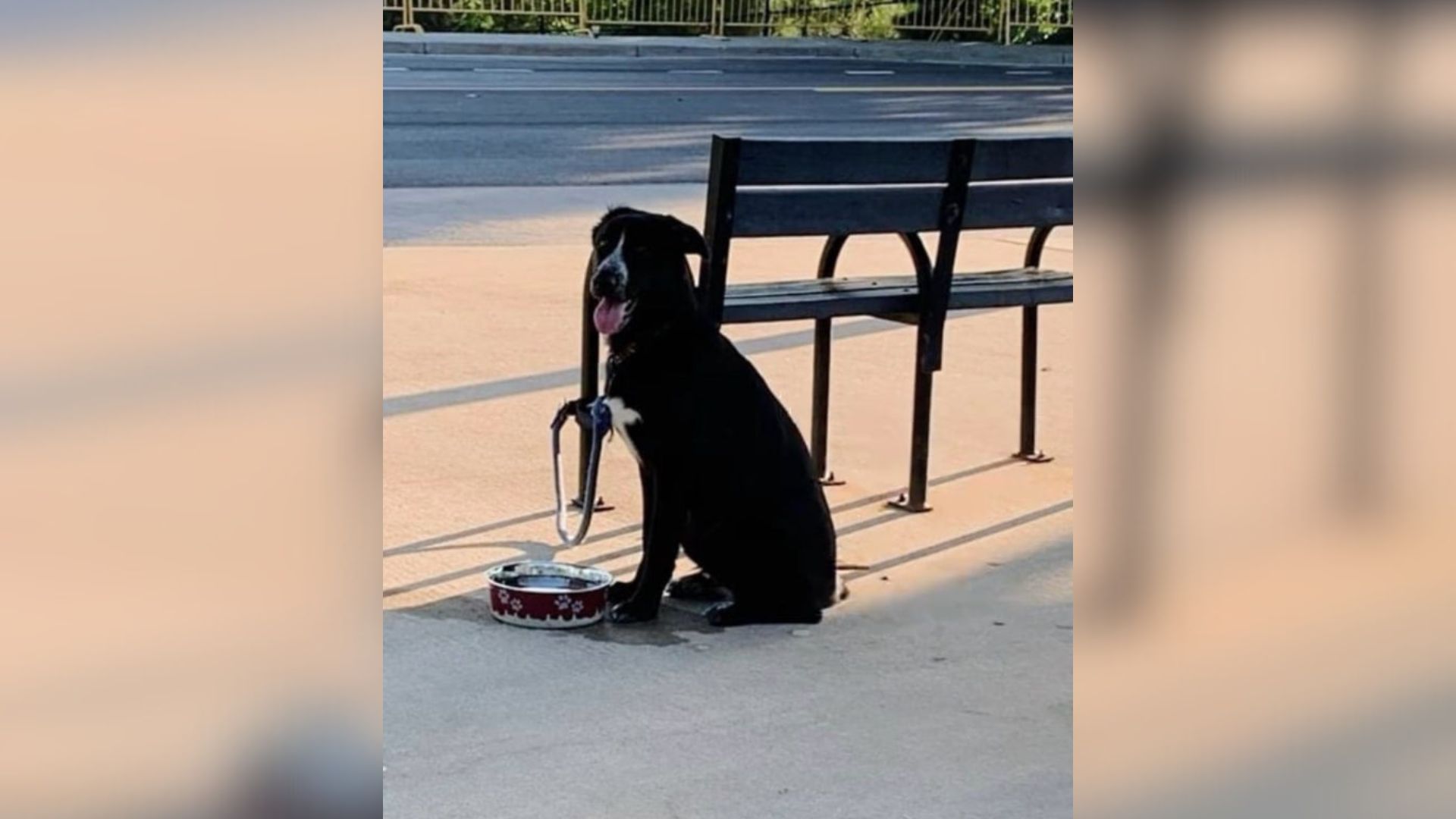 dog left tied to a bench