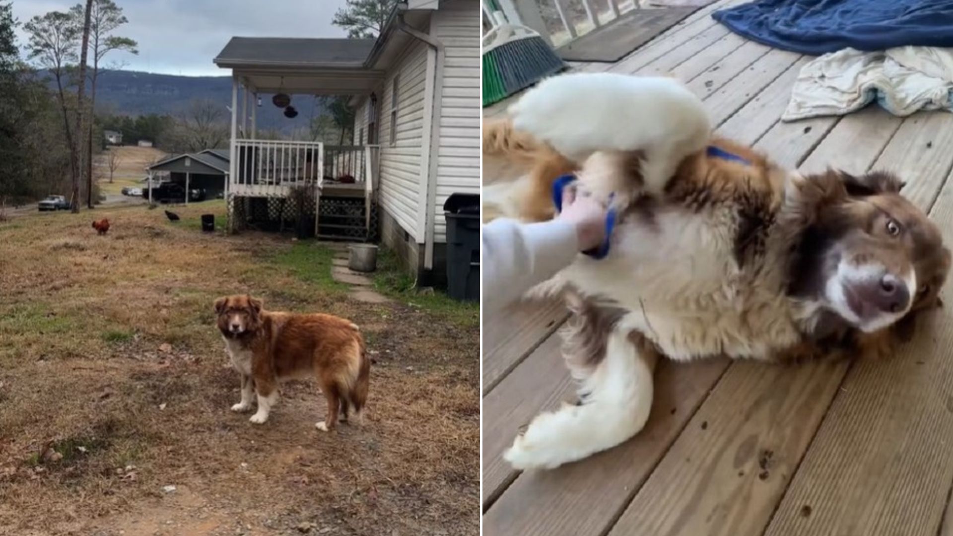 dog found abandoned in the yard
