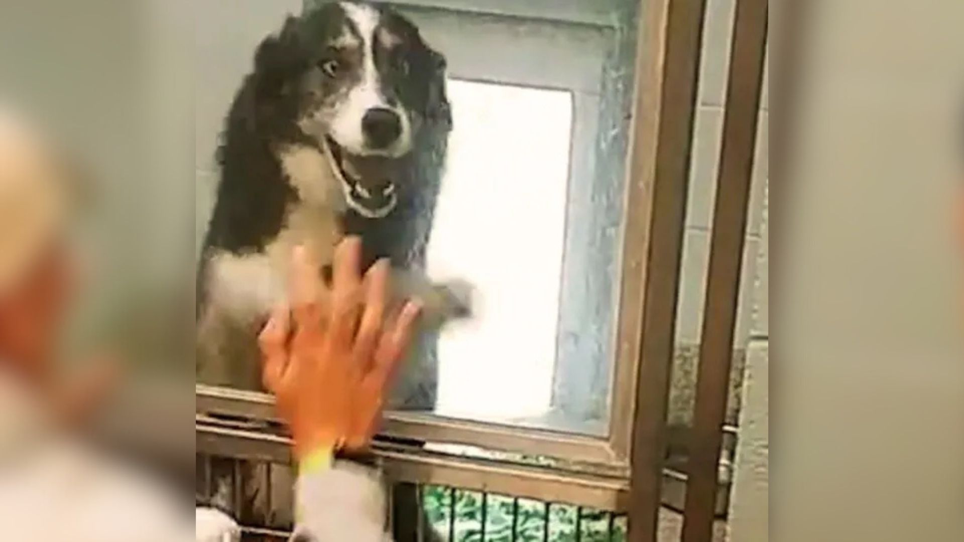 Georgia Family’s Heartbreak Turns To Joy When Their Missing Dog Reappears 300 Miles Away