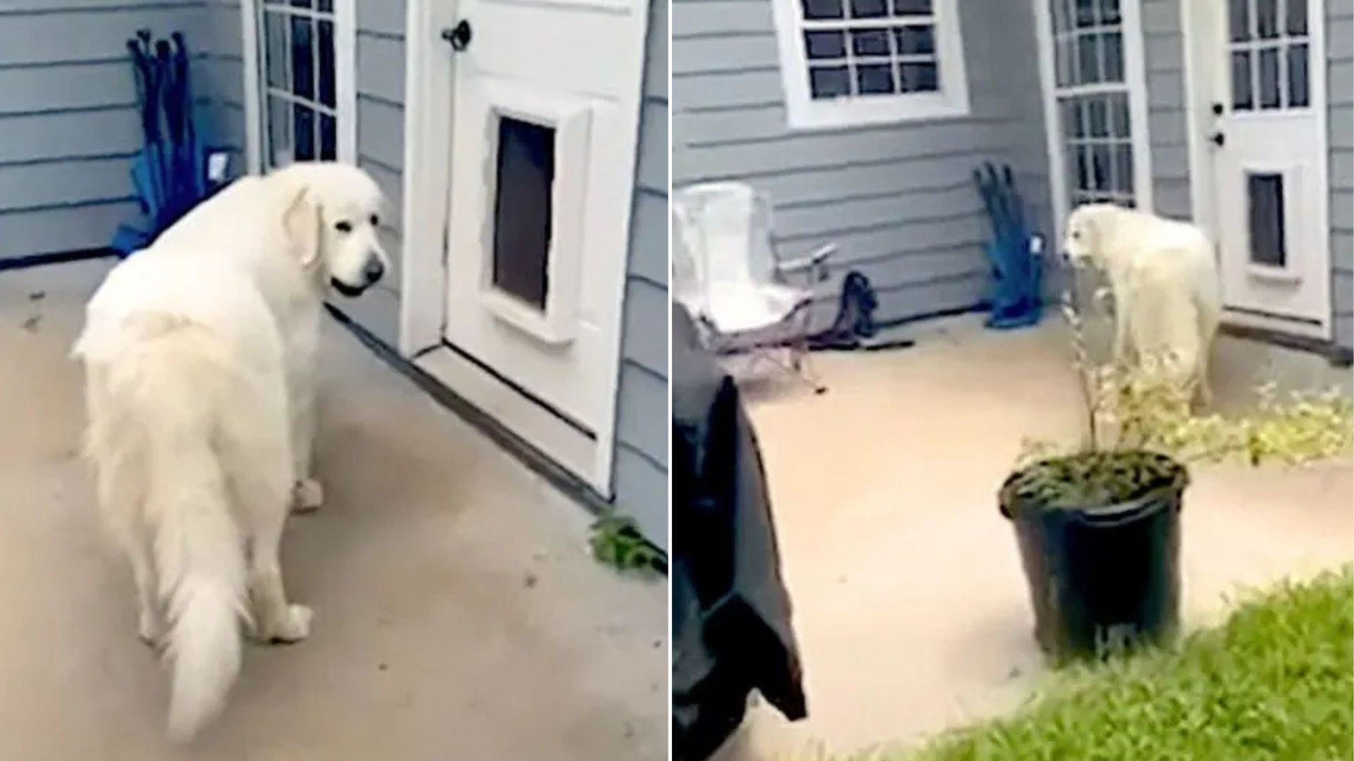dog tries to sneak something in the house