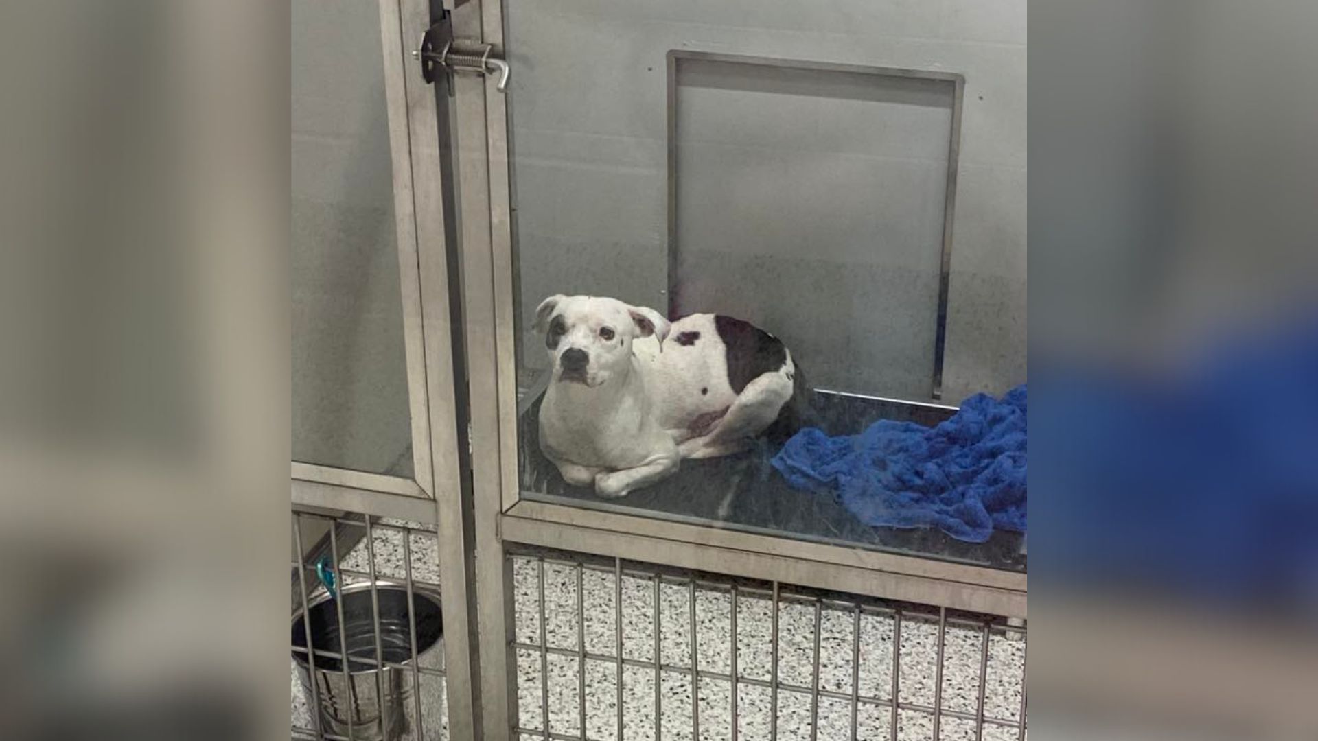 Georgia Mama Dog Devastated And Alone In Shelter After Her Last Puppy Moves Out