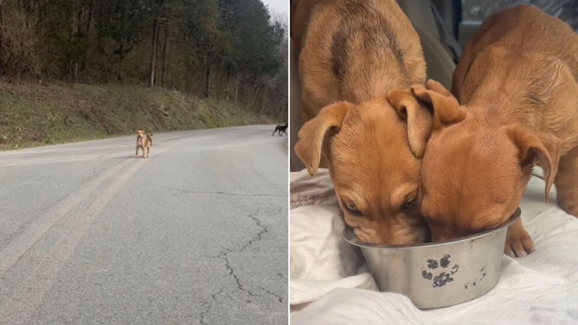 stray puppies on the road