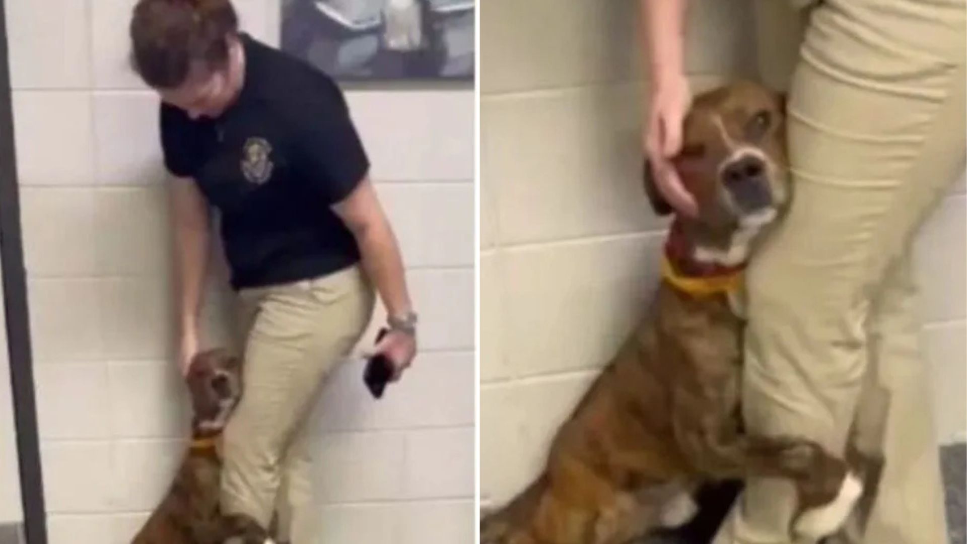 Georgia Shelter Dog Hugged A Worker’s Leg Desperate Not To Be Left Alone Again