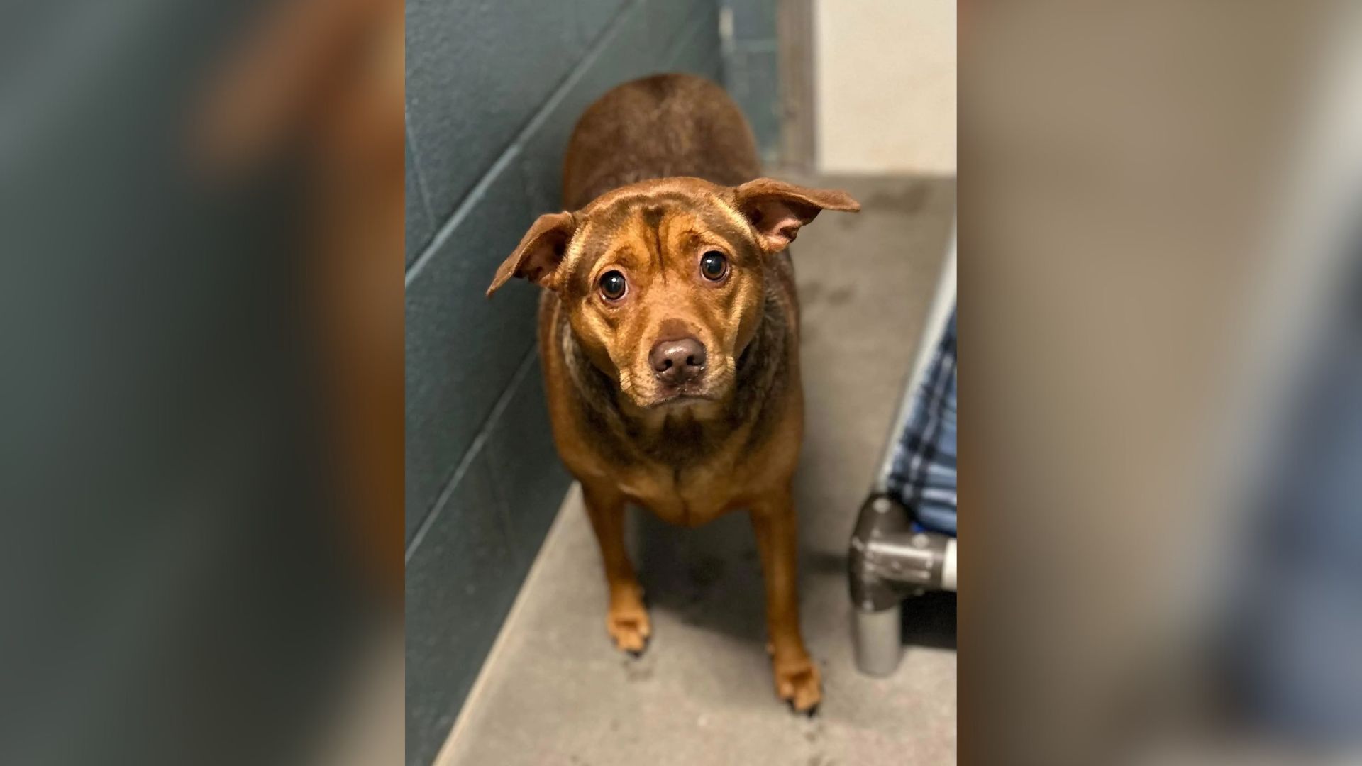 Georgia Shelter Pup’s Heartbroken Face Breaks Internet Hearts While People Try To Guess Her Breed