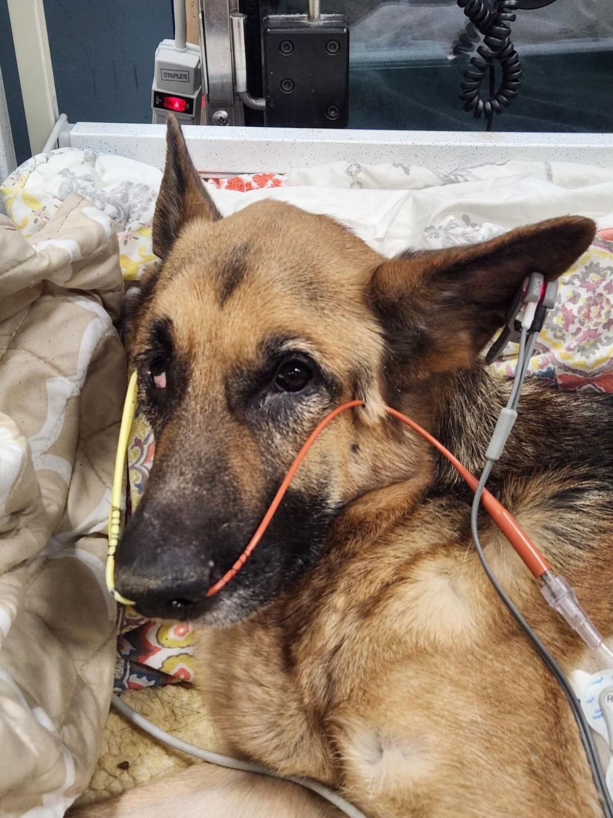 German Shepherd at vets