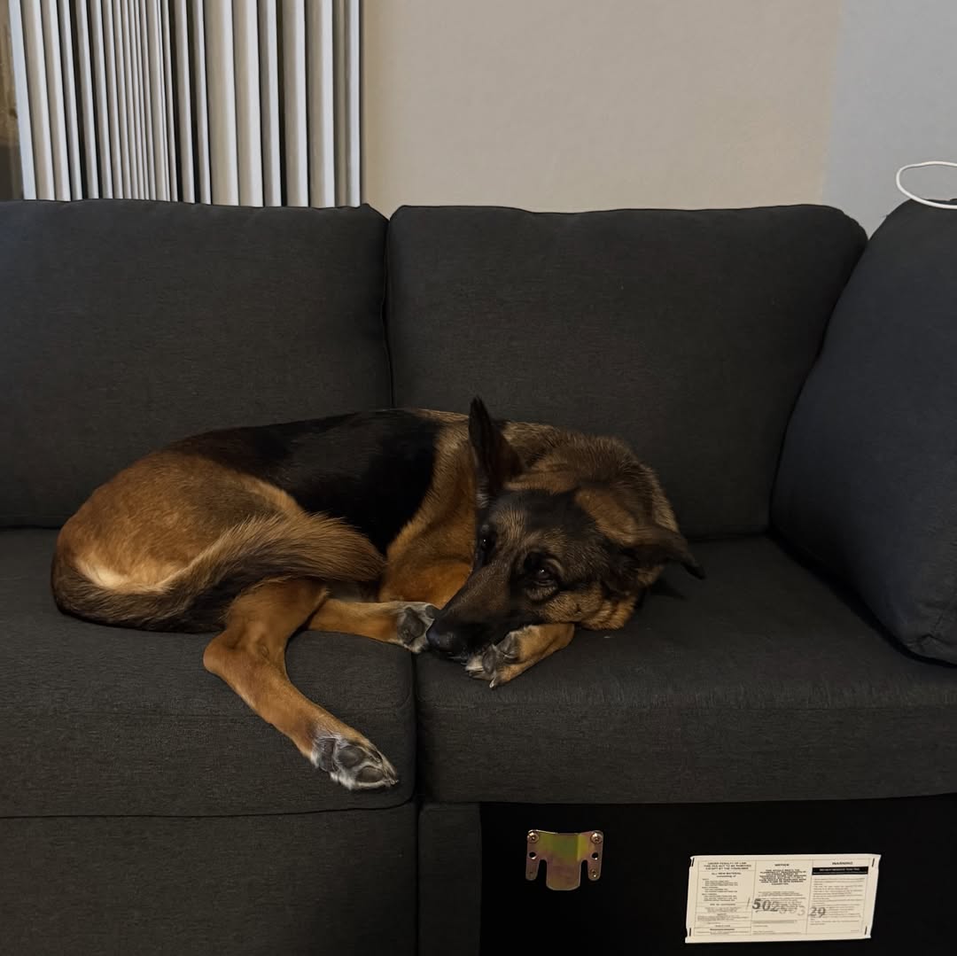 German Shepherd laying on couch