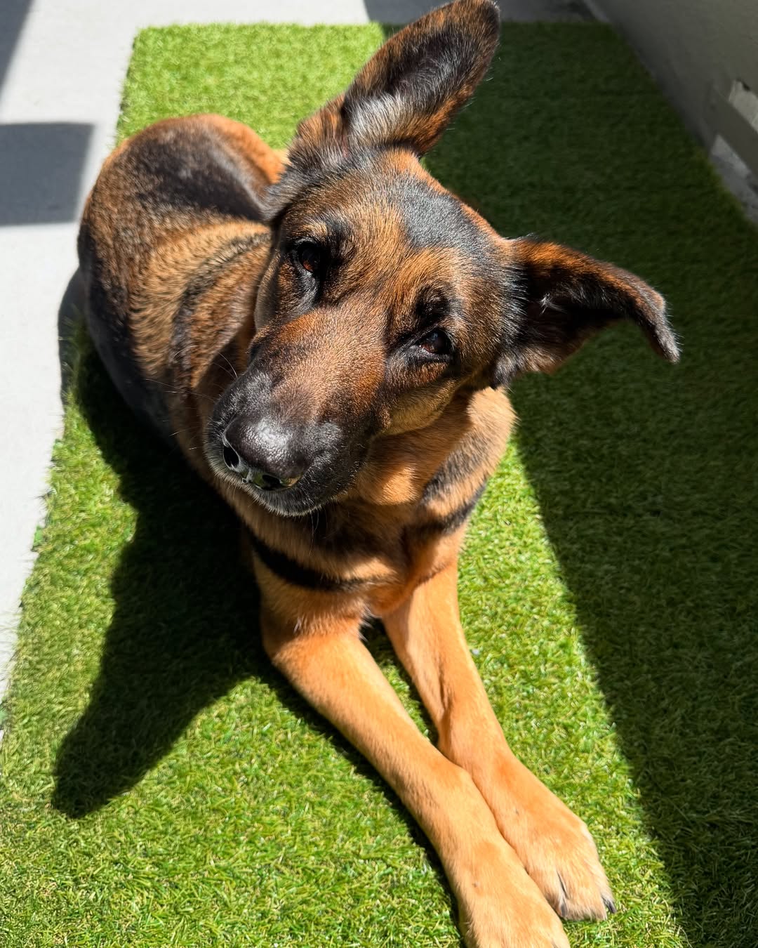 German Shepherd