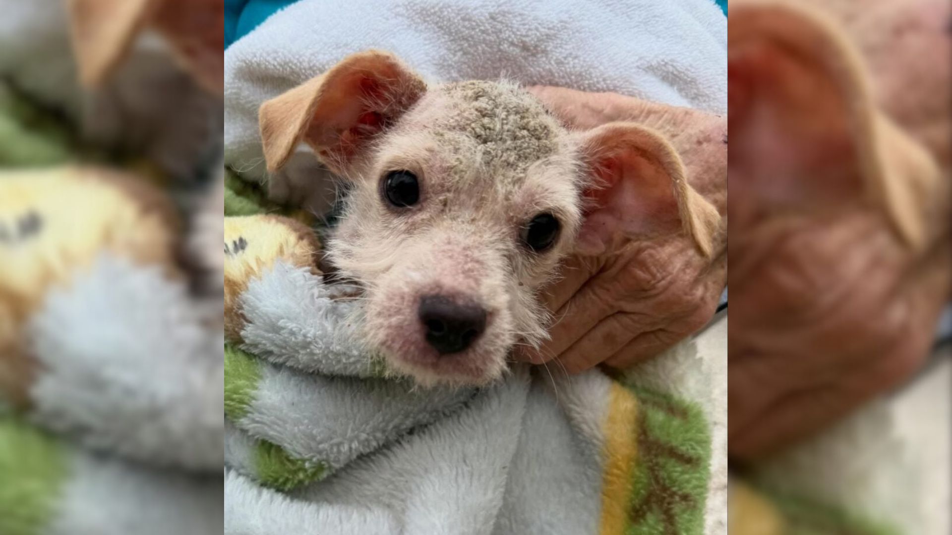 Girl From Texas Bursts Into Tears Of Joy When She Finds Euthanasia-Listed Pup In Her Home