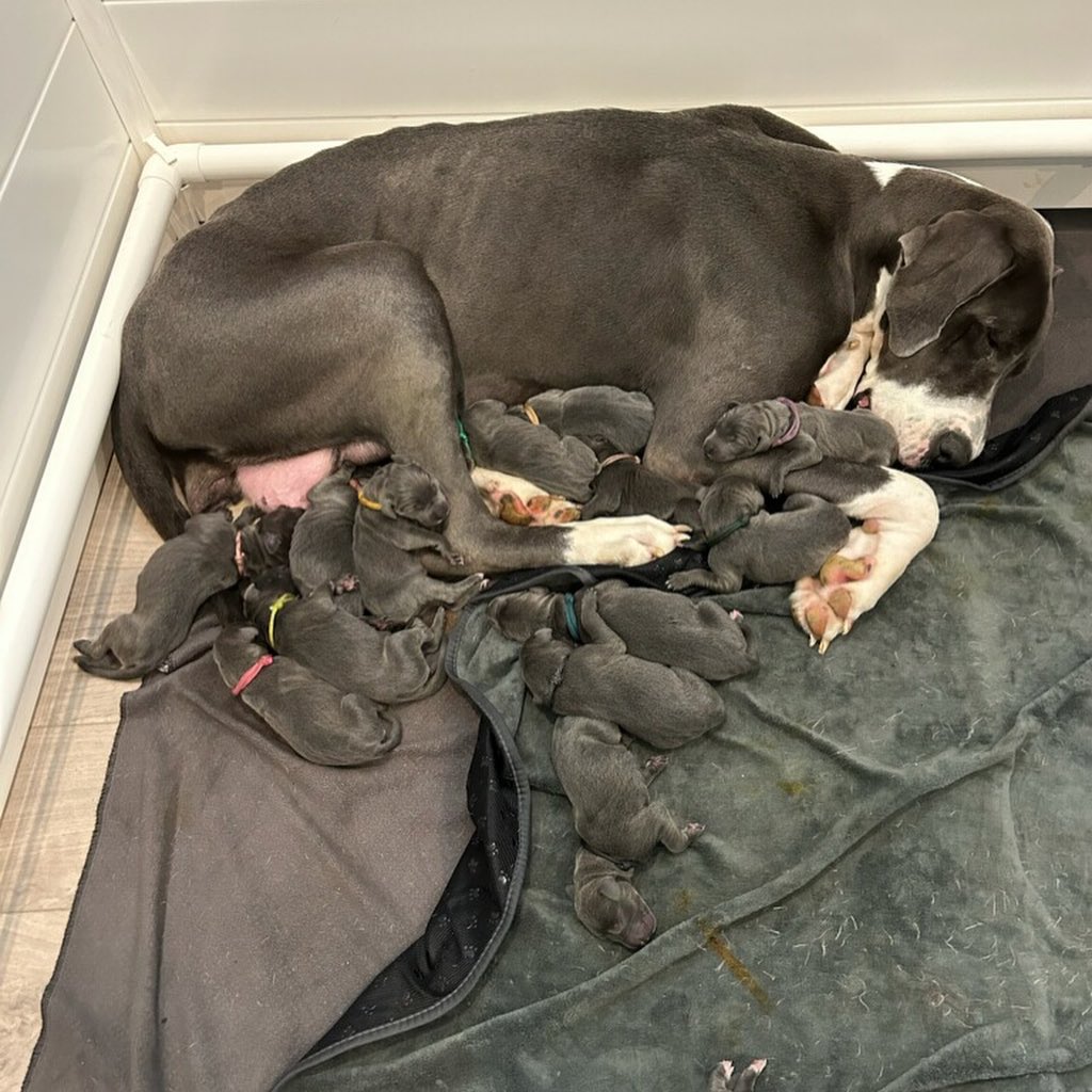 Great Dane and puppies