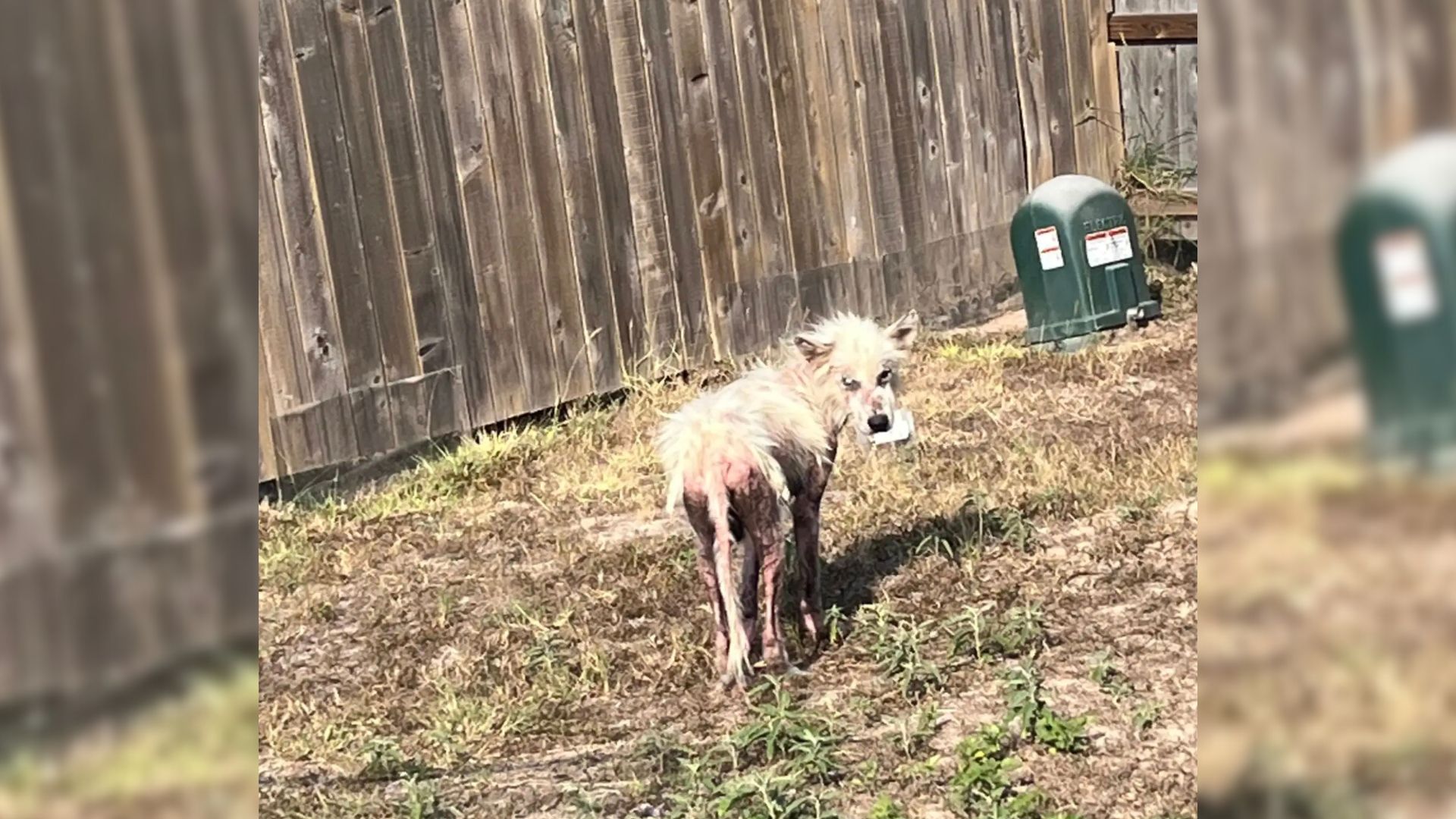 Hairless Texas Dog Almost Gave Up Hope But Then He Met A Teacher Who Changed His Life Forever