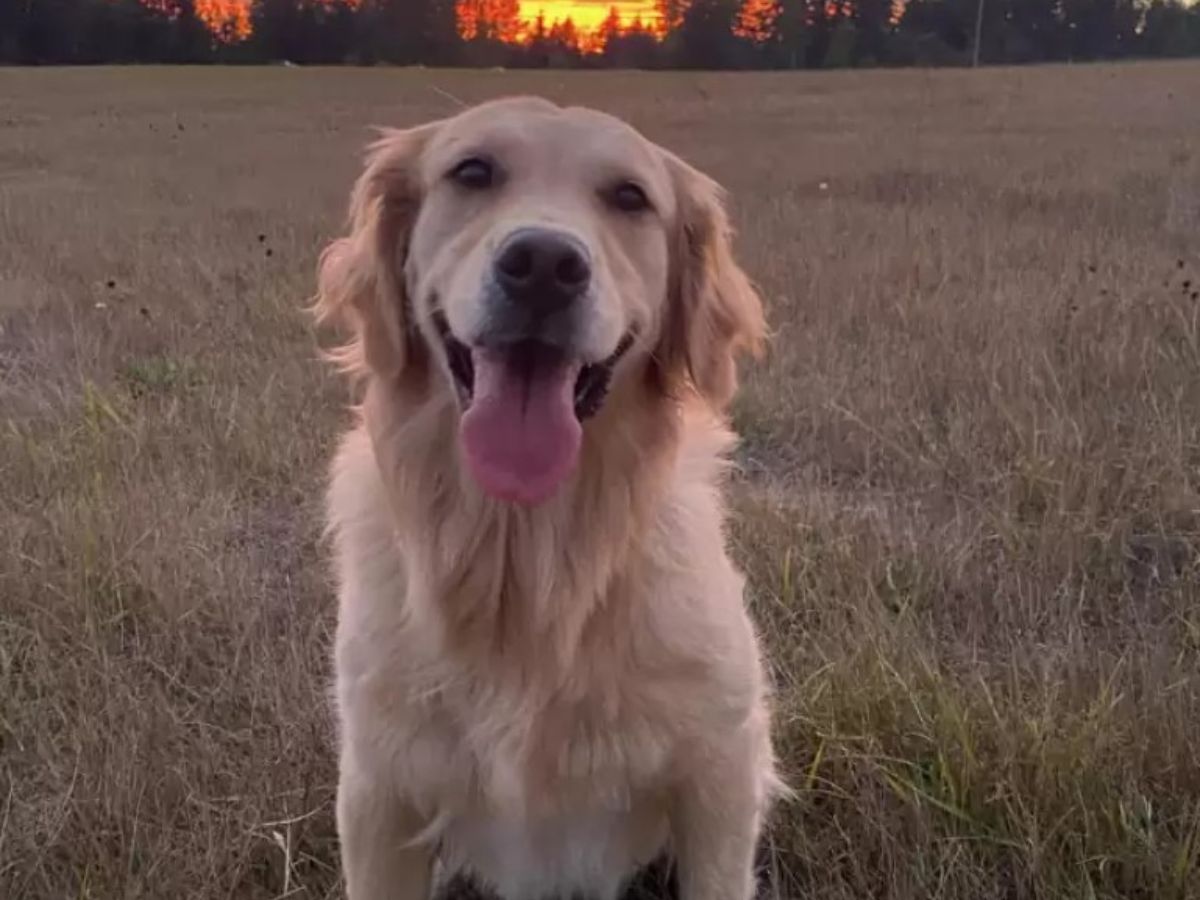 Happy Golden Retriever