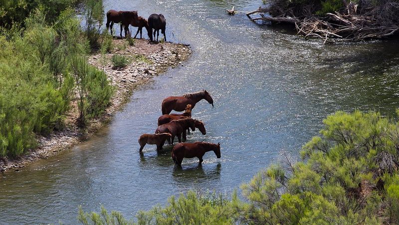 2015 USFS Roundup Attempt And Public Outcry