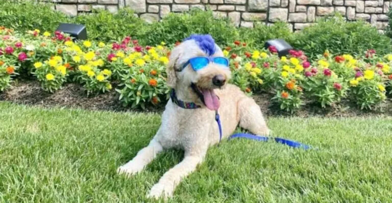 Historic Sites In Kentucky To Explore With Your Dog This Fall