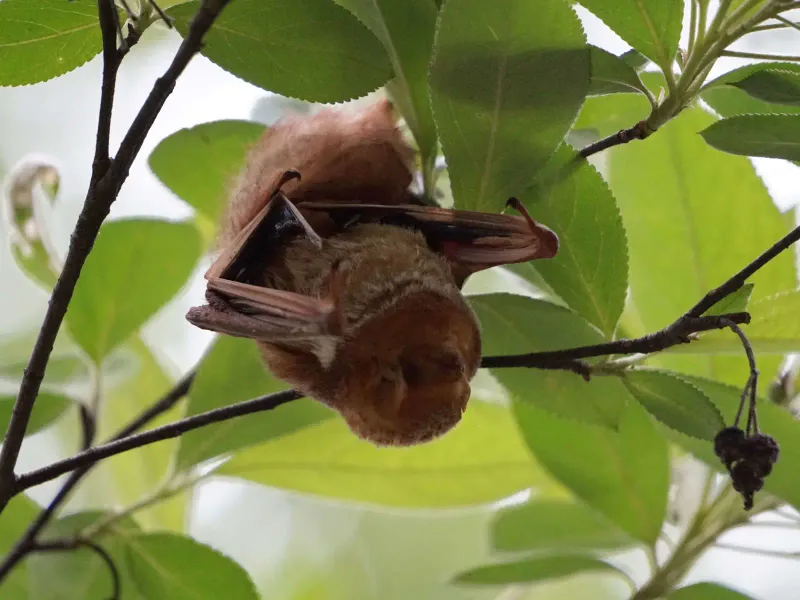 Eastern Red Bats