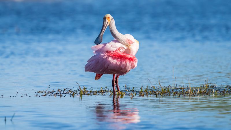 Roseate Spoonbills