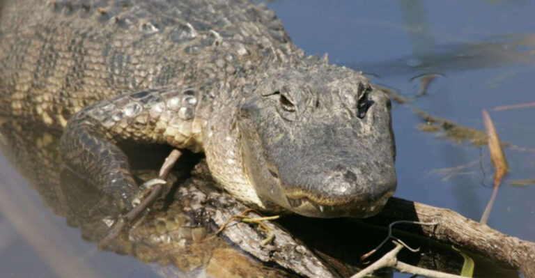 How Louisiana’s Alligators Behave Differently in Autumn