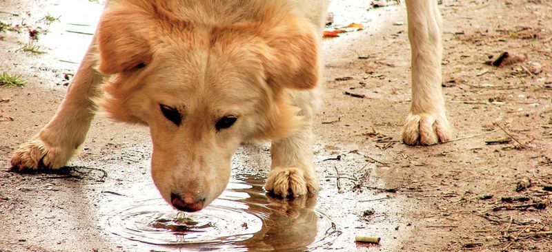 Muddy Paws and Skin Troubles