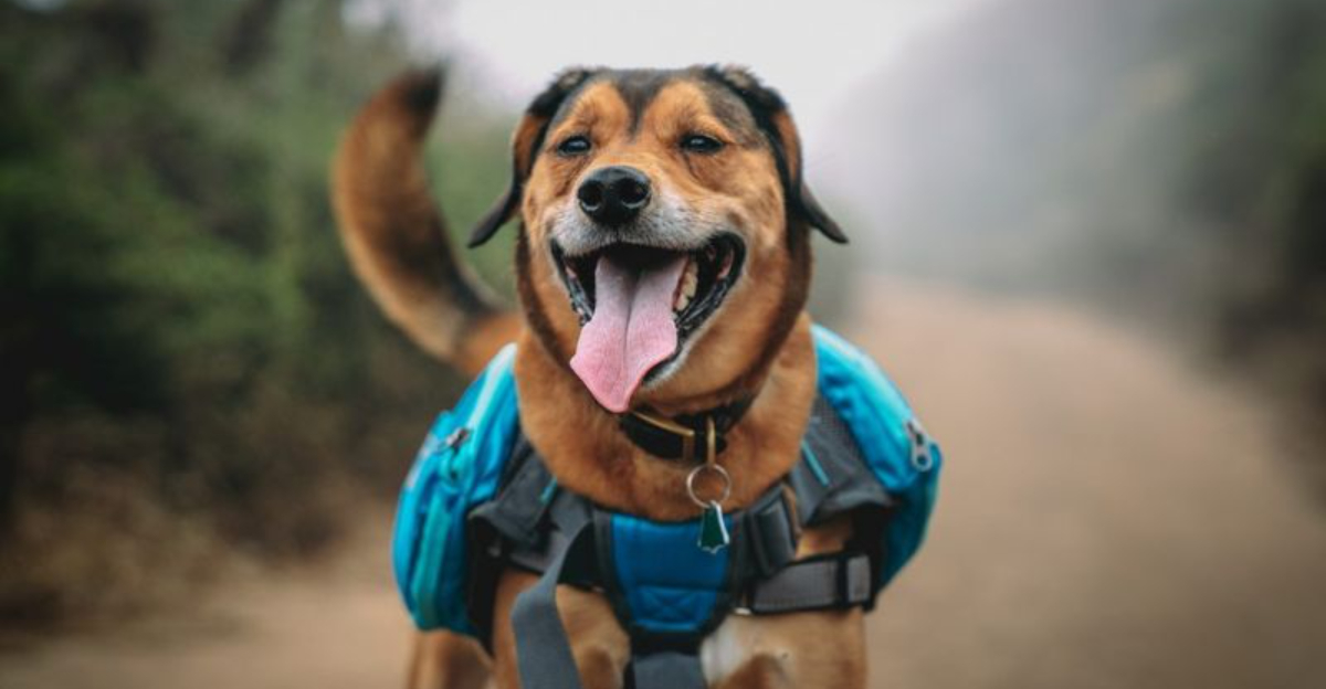How Tennessee’s Fall Foliage Season Is Perfect for Dog Adventures