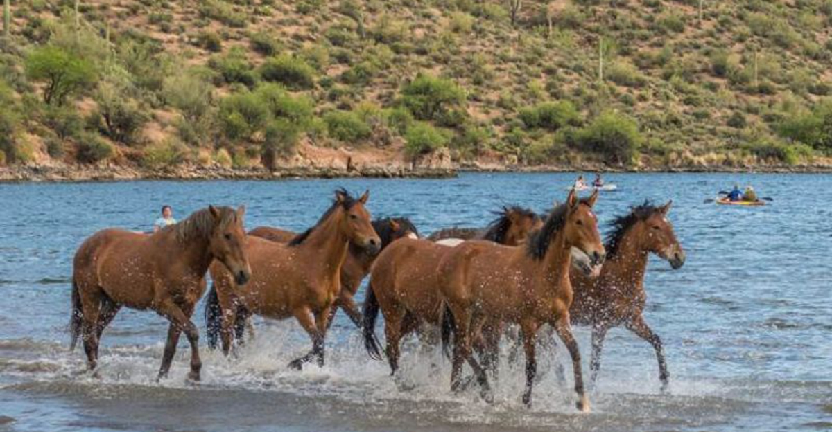 How Wild Horses Became A Symbol Of Arizona’s Deserts