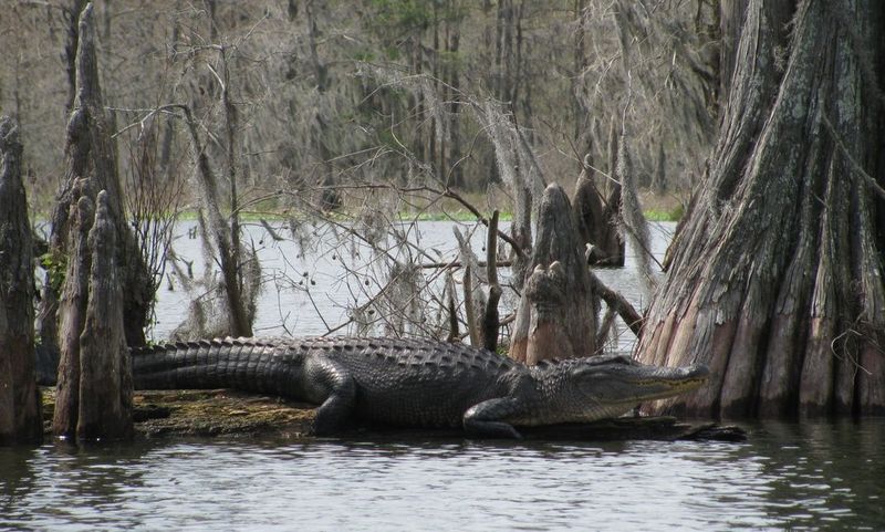Habitat: The Bayou Tapestry