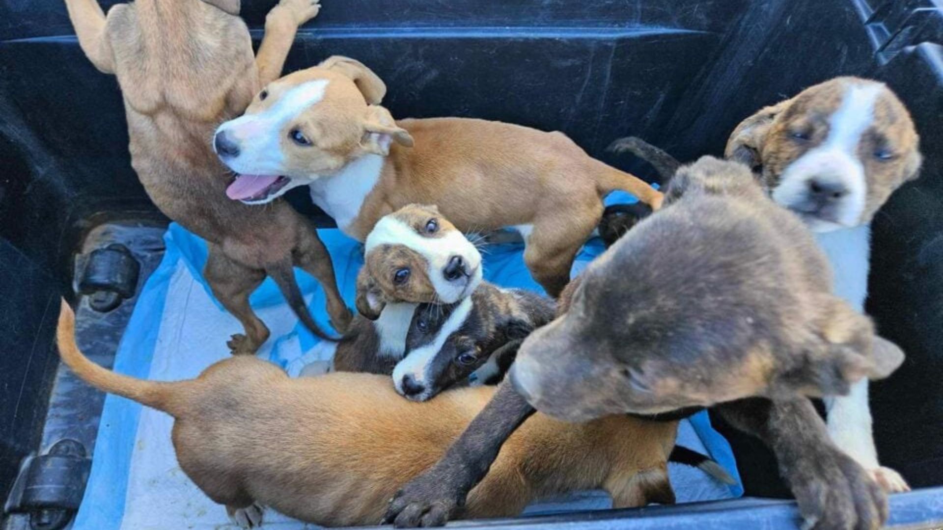 hikers come across 7 tiny puppies in a bin