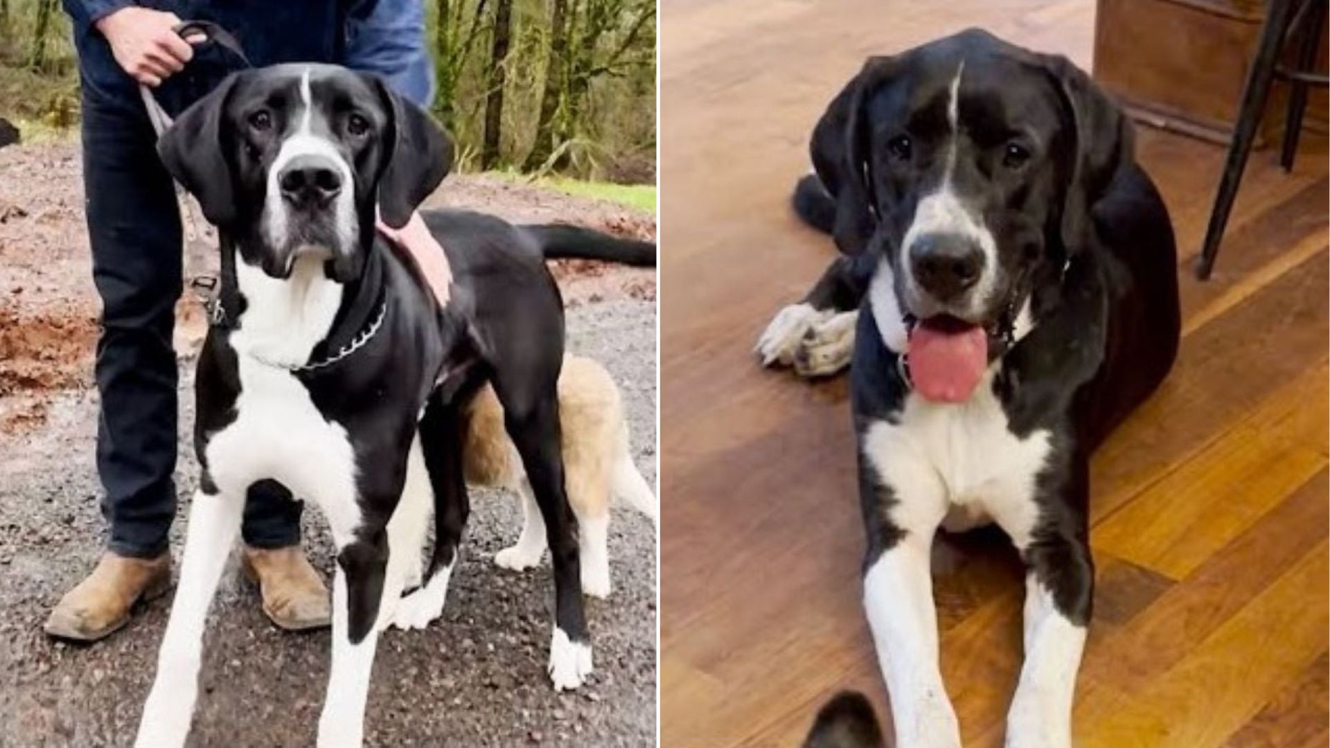 Idaho Shelter Pup’s Struggles Lead Him To A Sanctuary Full Of Surprises
