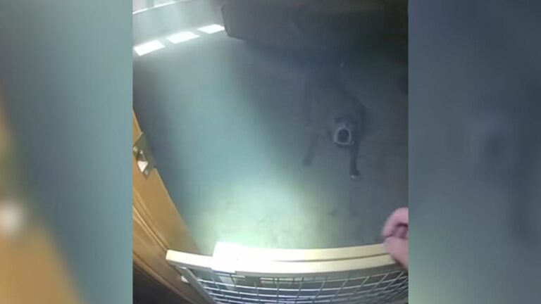trapped dog