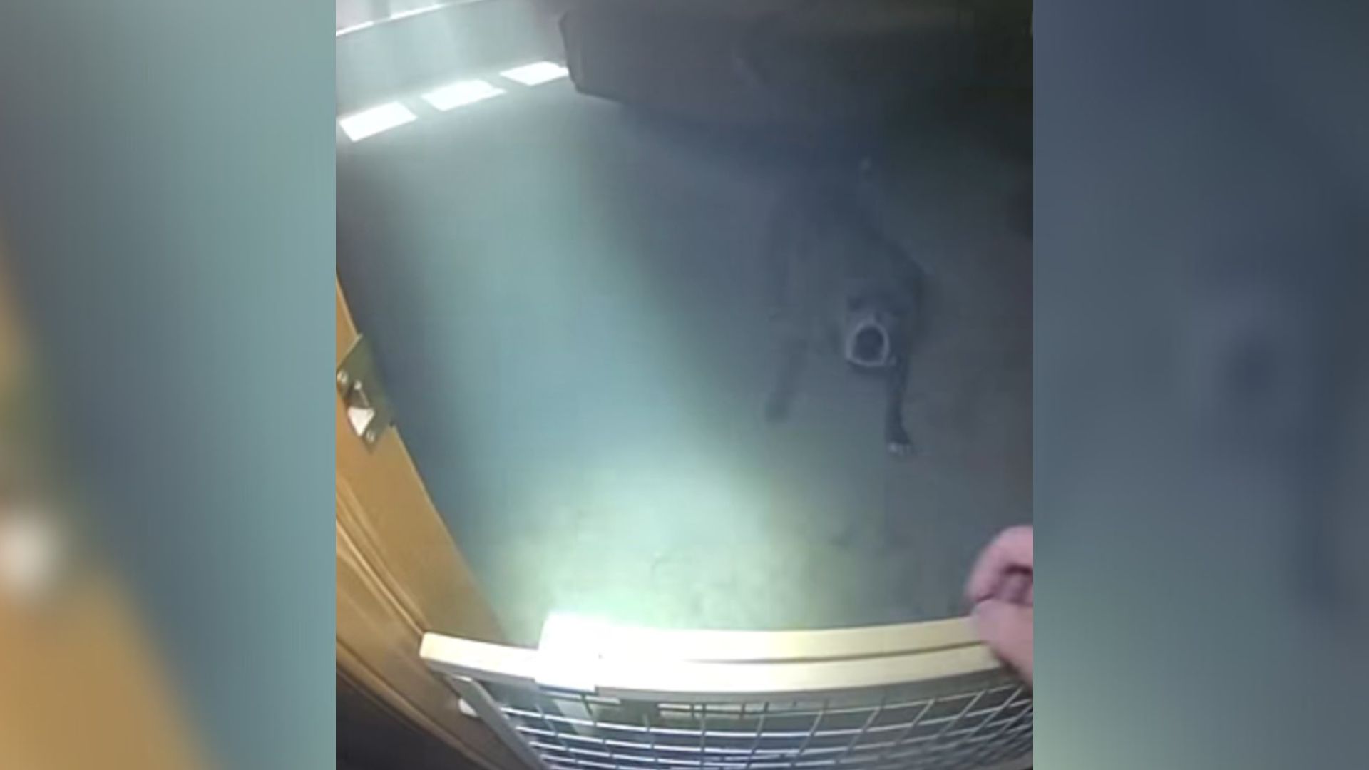 Illinois Dog Trapped In House Fire Dazzles Everyone By Helping Rescuers Find His Leash