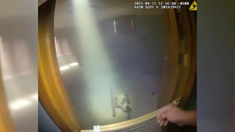 Police dog