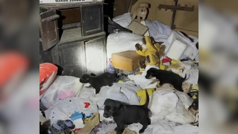 abandoned dog and puppies