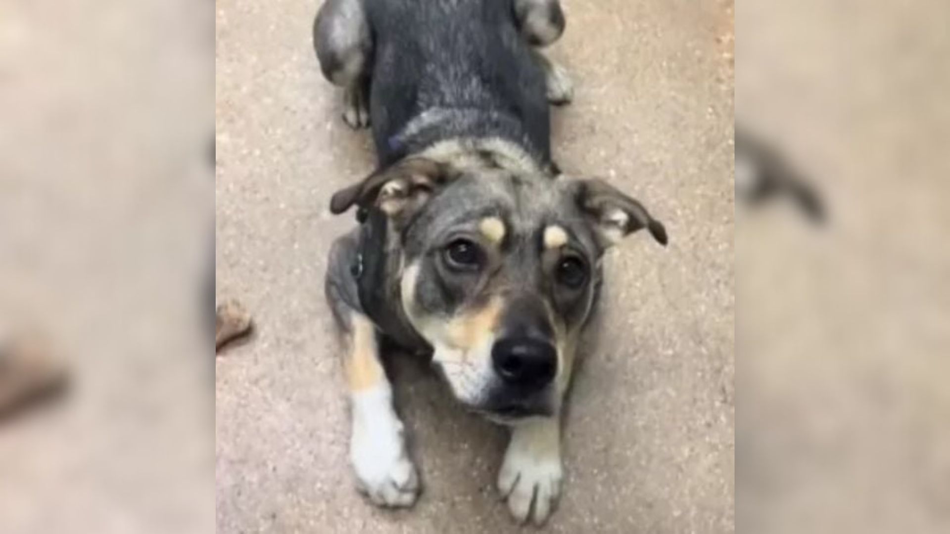 Illinois Shelter Pup’s Reaction When Her Best Friend Gets Adopted Leaves The Internet In Tears