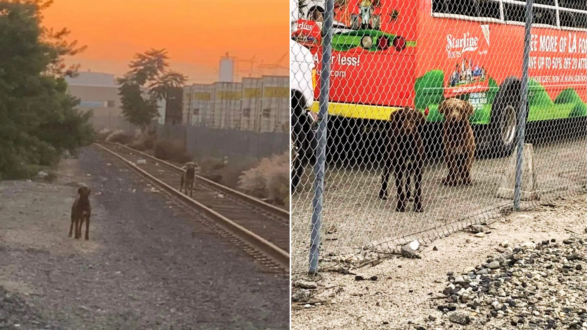 two abandoned pups waiting by train tracks