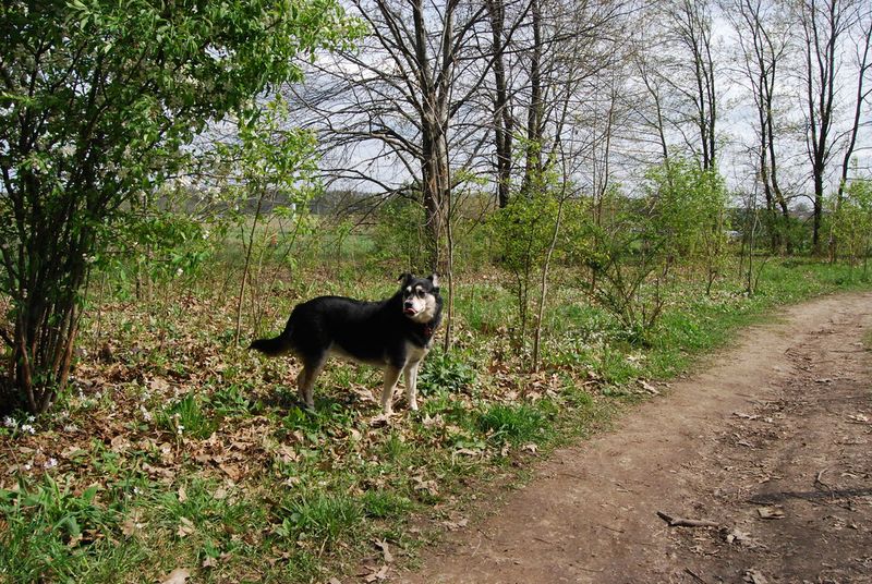 Whalon Lake Dog Park: All-Season Playground