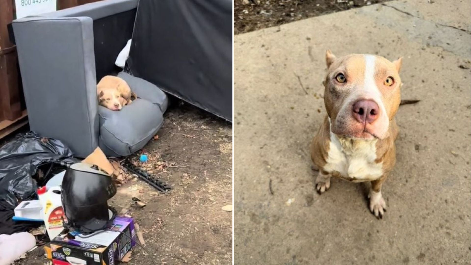 Indiana Dog Tossed Aside In Her Darkest Moment Is Now Cherished Beyond Measure