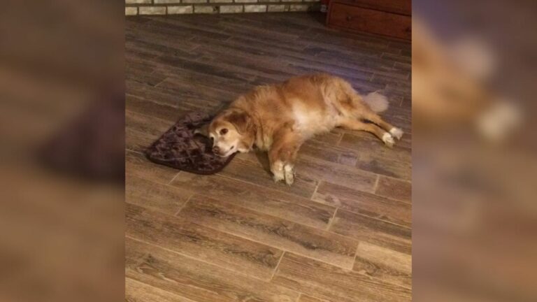 dog sleeping on tiny bed