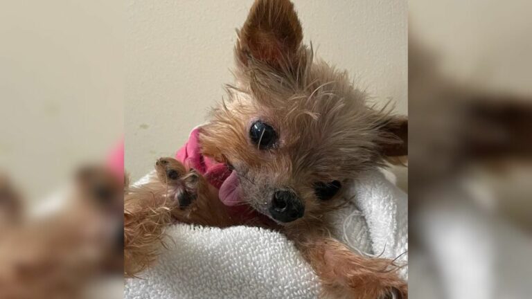 cute yorkie