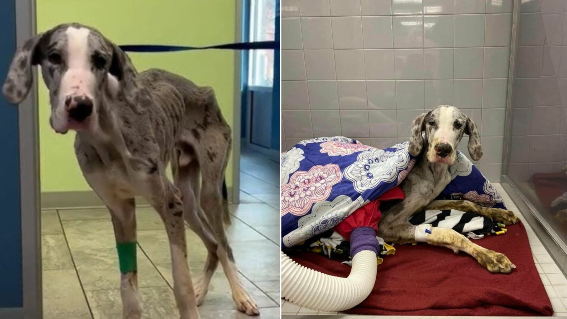 malnourished great dane