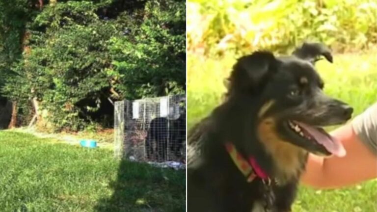 lost pup for three years