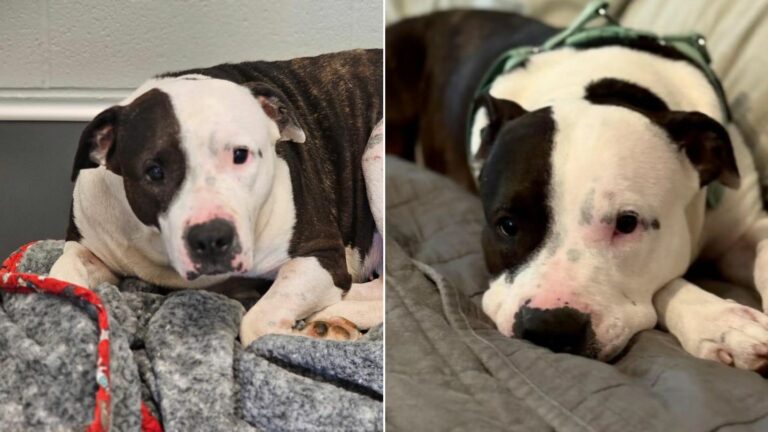 sad shelter dog