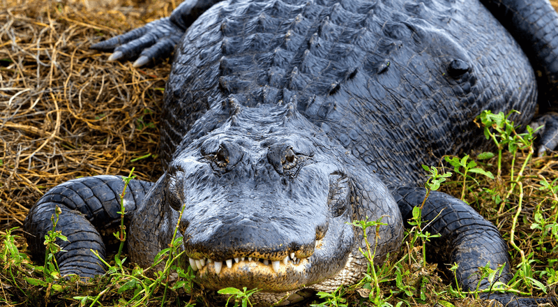 Lazy Gator Days