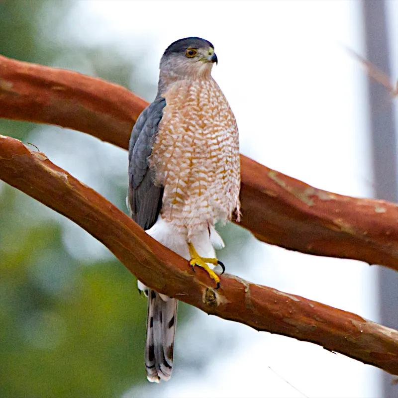 Cooper's Hawk