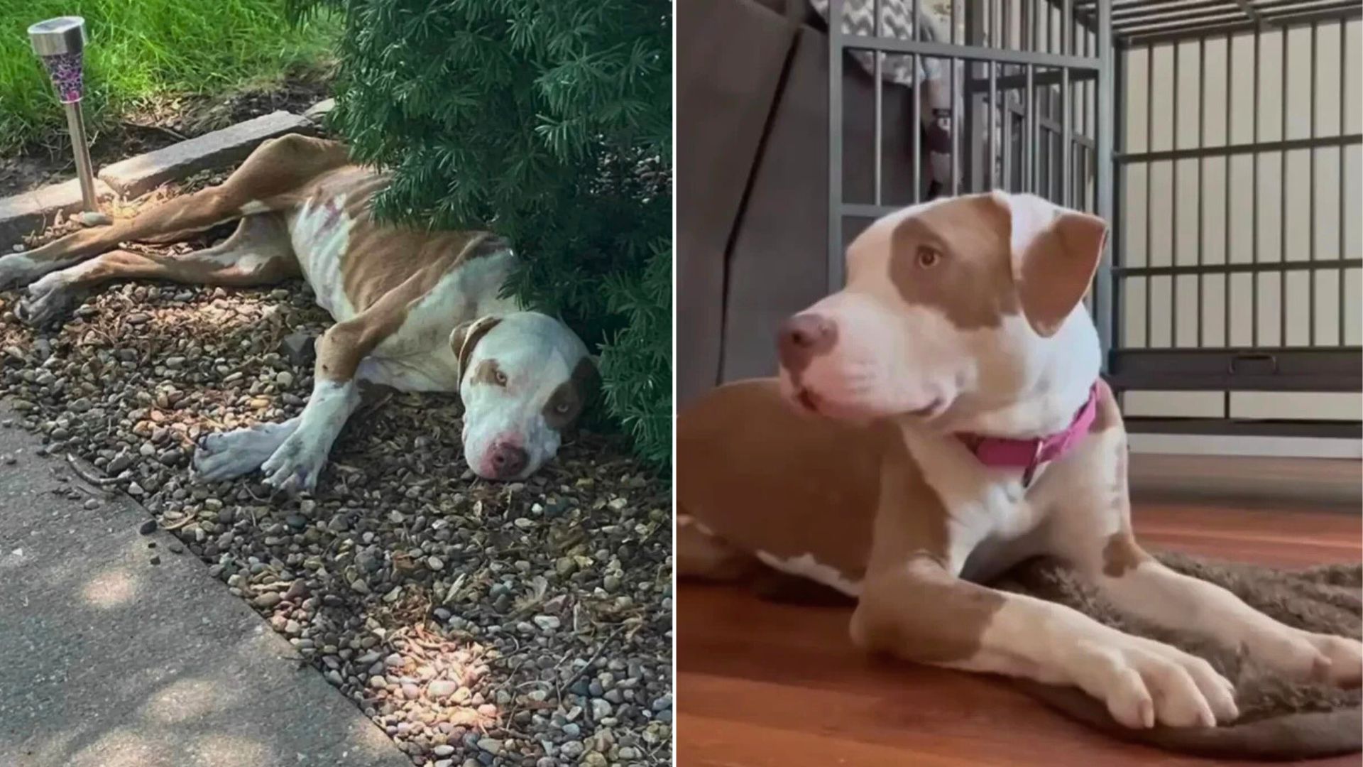Iowa Dog Spent Days Searching For Help Until His Body Could No Longer Respond