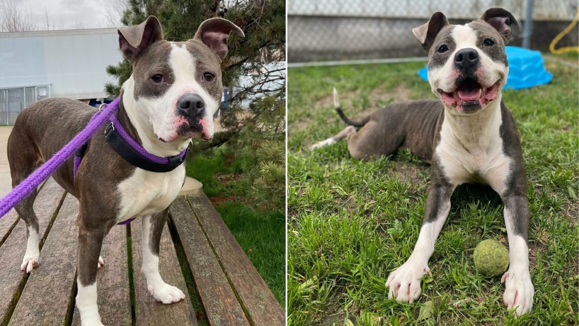 cute shelter dog